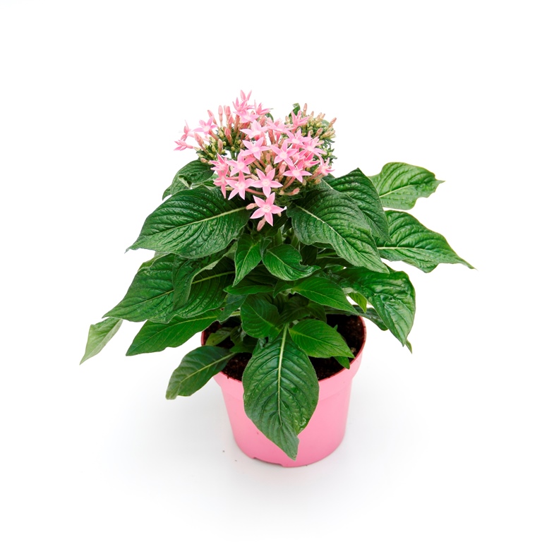 Pětkovec kopinatý v 12cm květináči-1