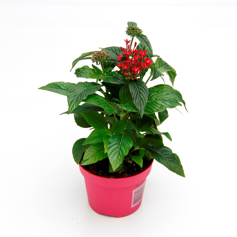 Pětkovec kopinatý v 12cm květináči-2