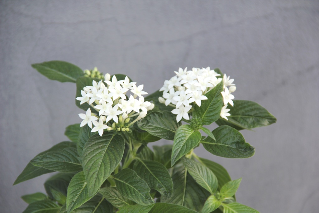 Pětkovec kopinatý v 12cm květináči-3