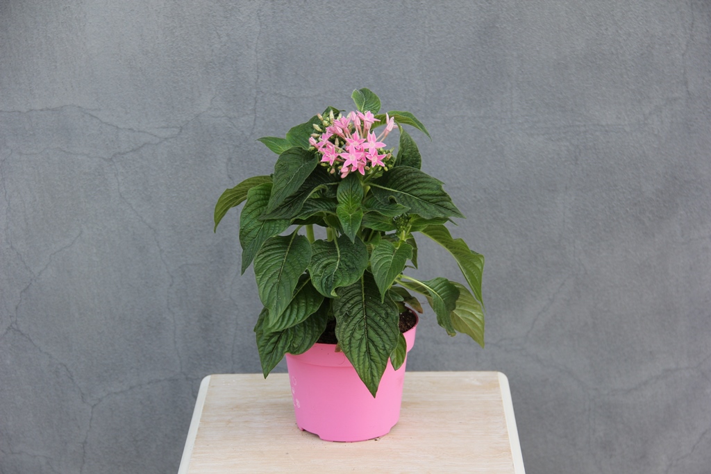 Pětkovec kopinatý v 12cm květináči-4