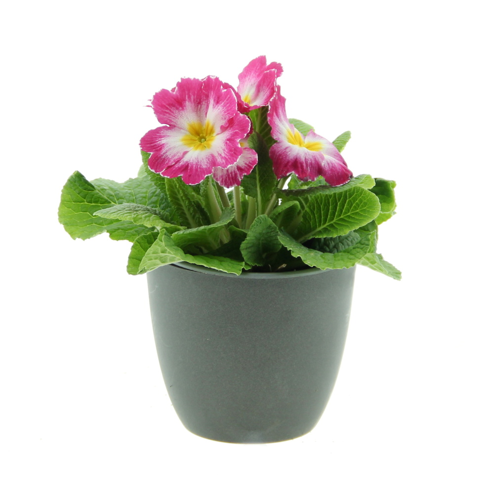 Nádobové květiny - Petrklíč EXTRA květináč 11cm