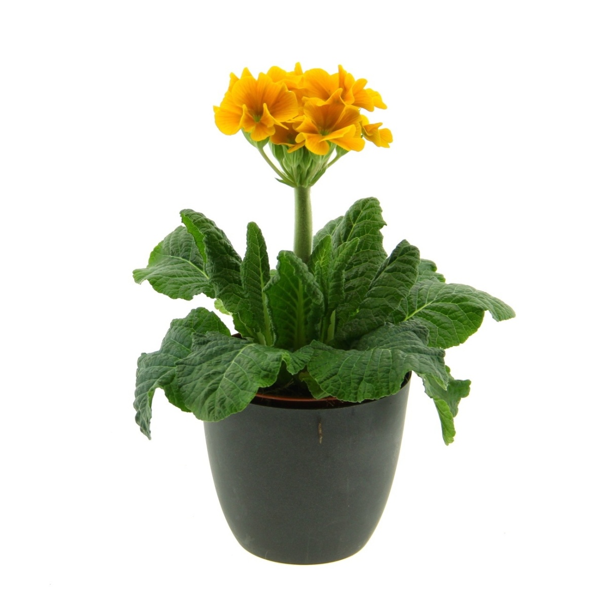 Nádobové květiny - Petrklíč květináč 11cm