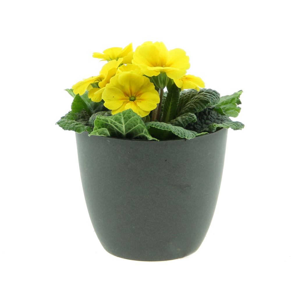 Nádobové květiny - Petrklíč květináč 9cm