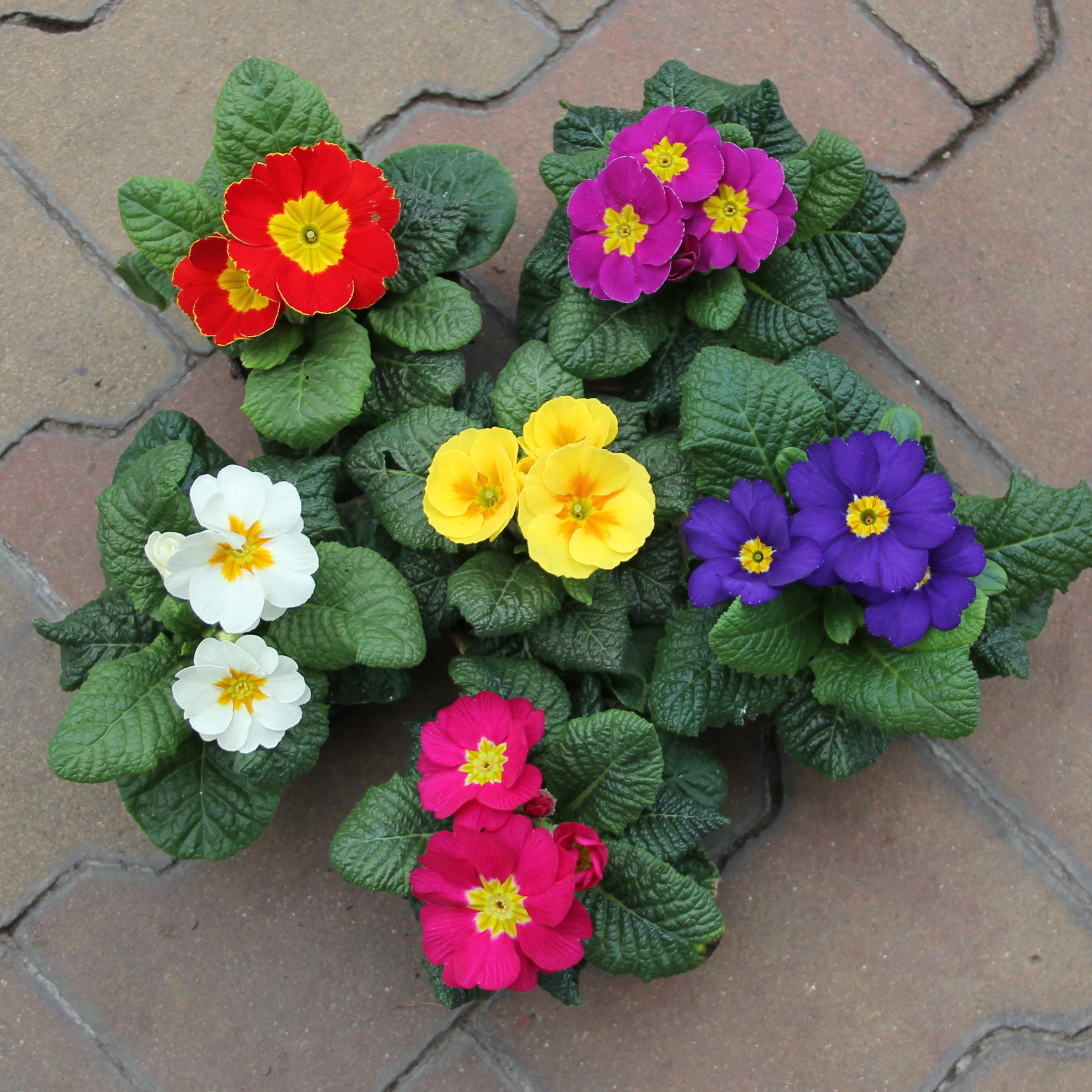 Petrklíč květináč 9cm-0