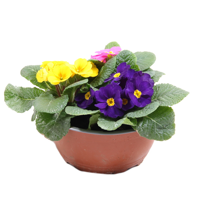 Nádobové květiny - Petrklíč miska 20cm