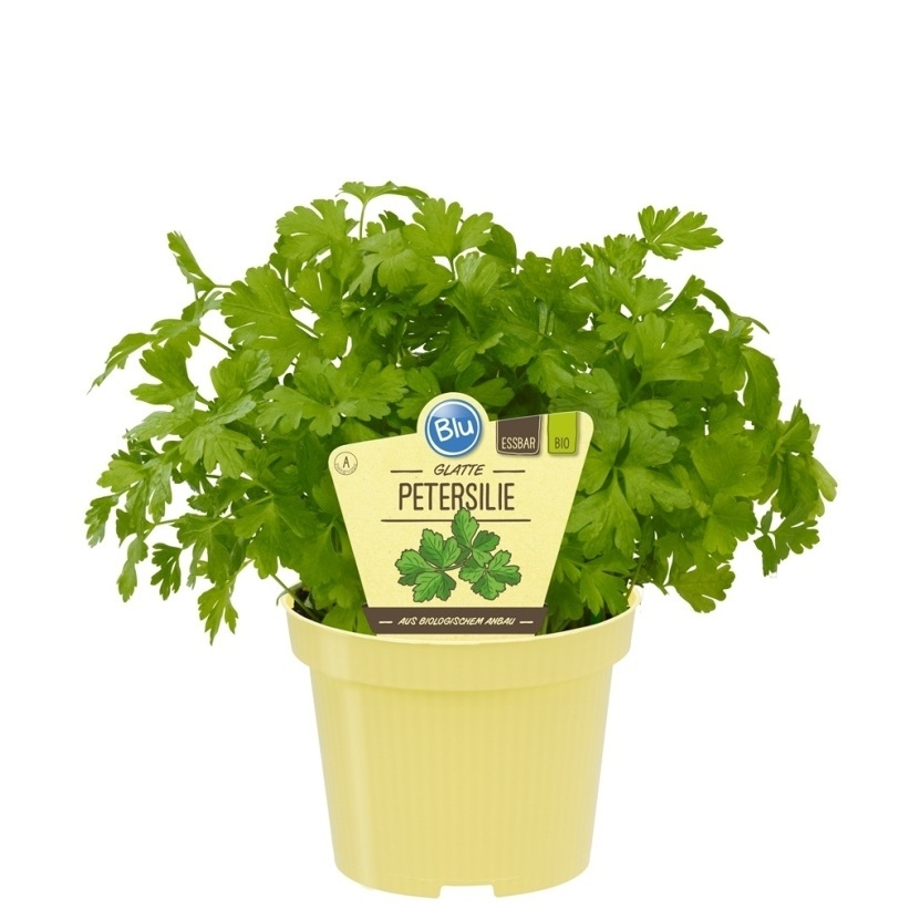 Bylinky - Petržel hladká Napoli BIO květináč 12cm