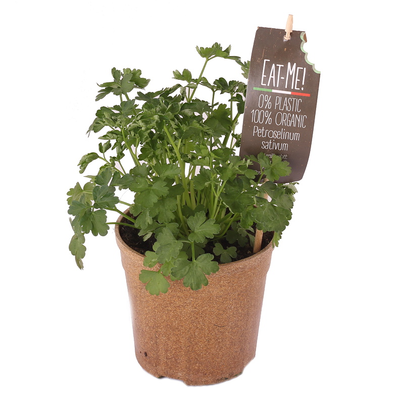 Bylinky - Petržel hladkolistá EATME BIO 12cm
