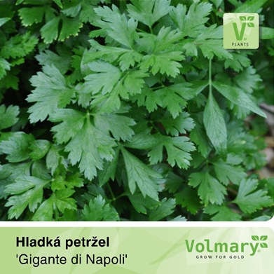 Bylinky - Petržel hladkolistá 'Gigante di Napoli' 12cm