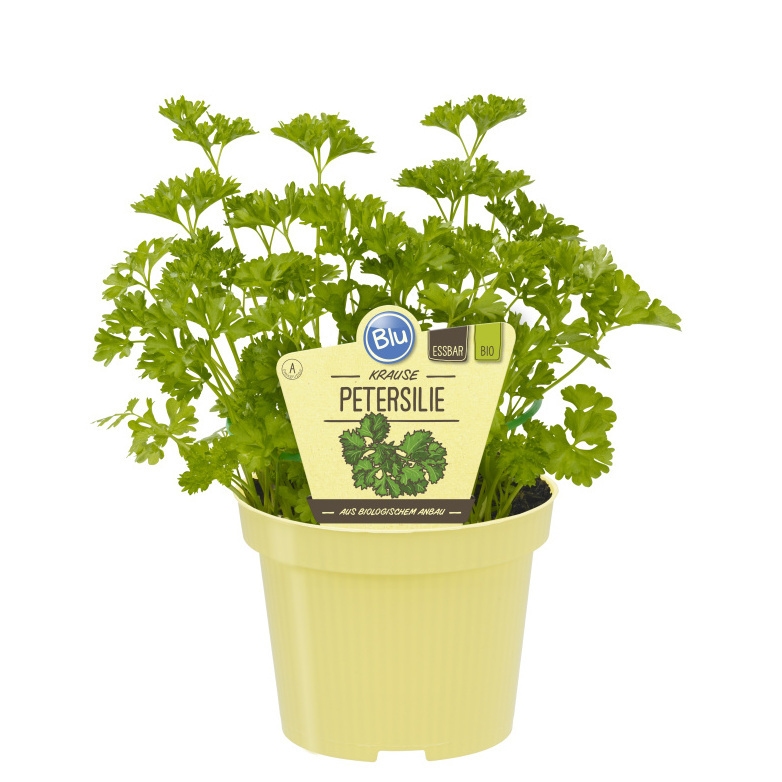 Bylinky - Petržel kadeřavá BIO květináč 12cm