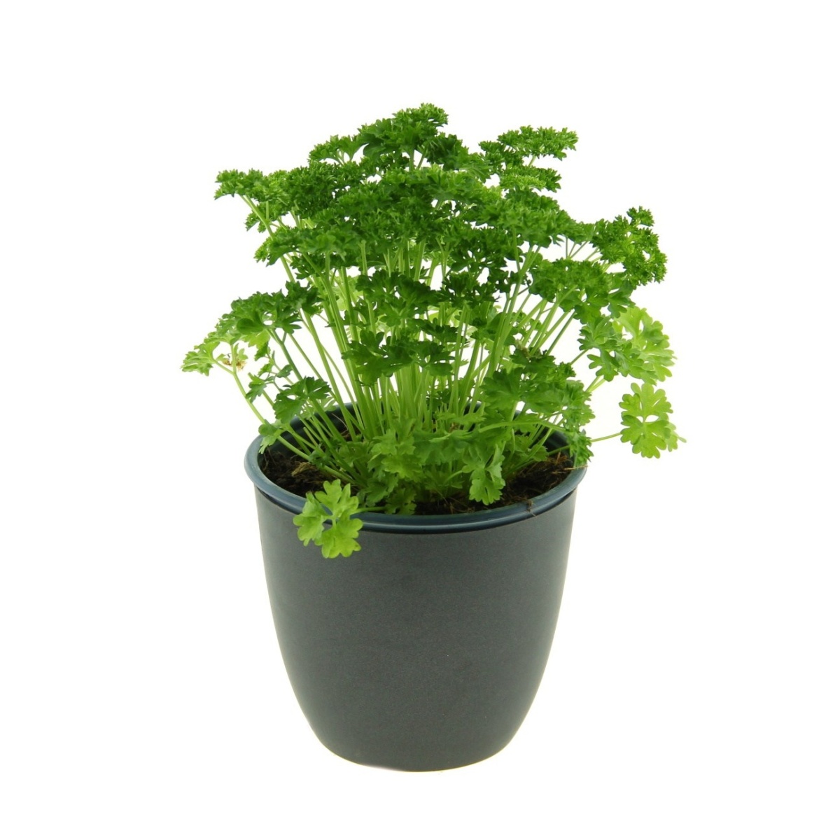 Bylinky - Petržel kadeřavá květináč 14cm