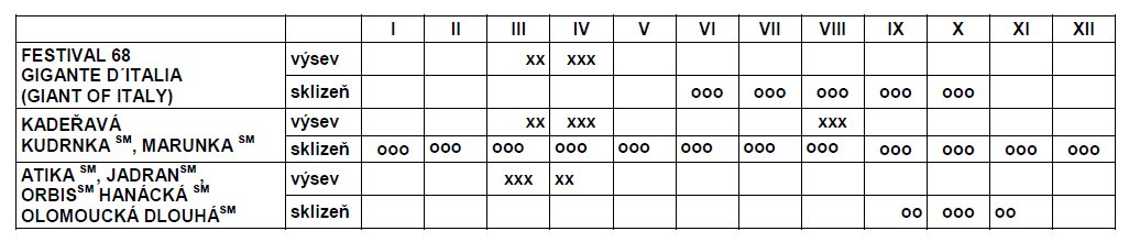 Petržel kořenová Hanácká-0