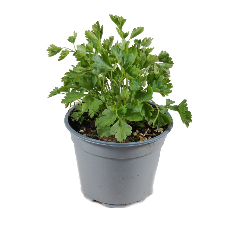 Bylinky - Petrželka hladká květináč 14cm