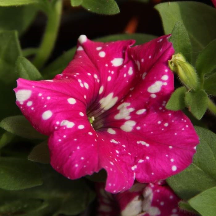 Převislé balkonové květiny - Petunie Baby Doll růžová 4ks 11cm