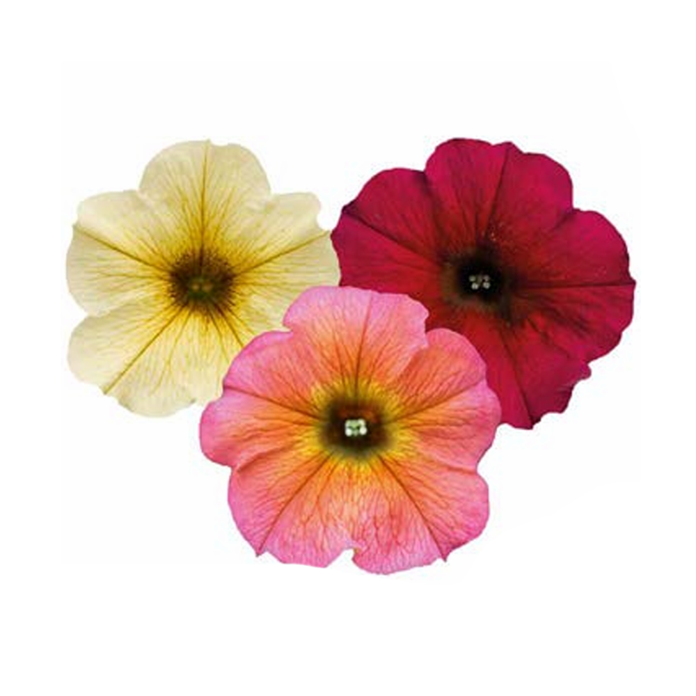 Převislé balkonové květiny - Petunie BeautiCal Trio 3ks květináč 11cm