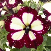 Převislé balkonové květiny - Petunie Lightning Sky vínová 4ks 11cm