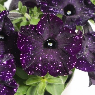 Převislé balkonové květiny - Petunie Mystery Sky tm.fialová 4ks 11cm