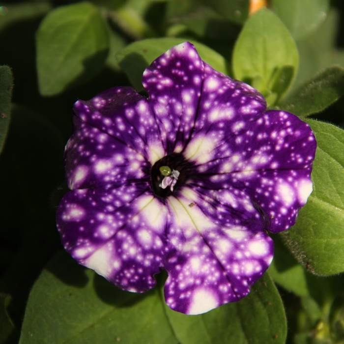 Převislé balkonové květiny - Petunie Night Sky P11 fialová 4ks