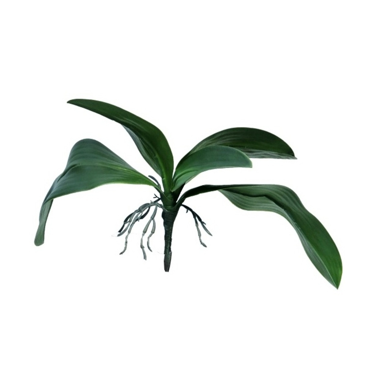 Celoroční umělé květiny - Phalaenopsis listy s kořeny umělé zelené 35cm