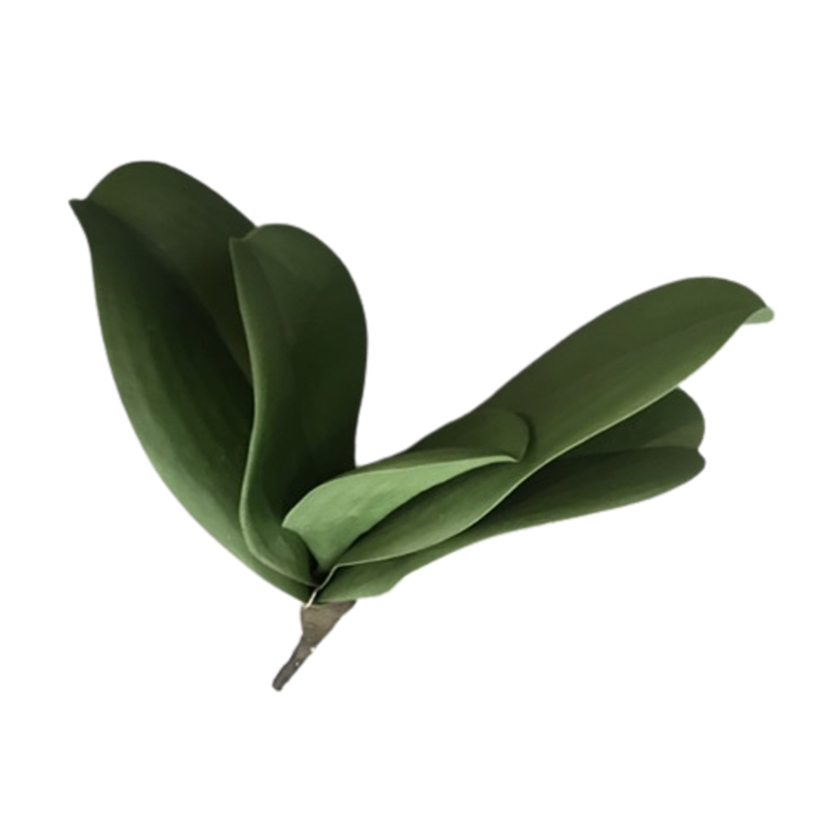 Celoroční umělé květiny - Phalaenopsis listy umělé 21cm