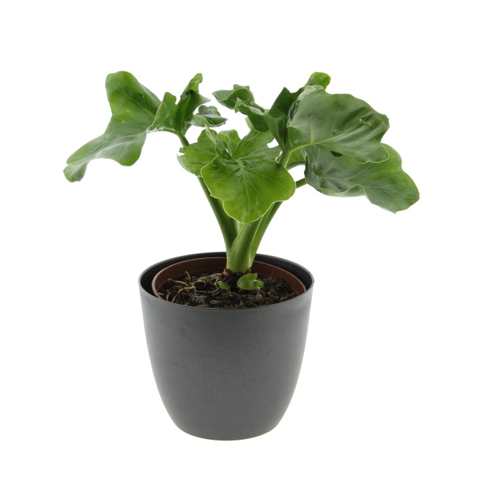 Okrasné pokojové rostliny - Philodendron Atom P12