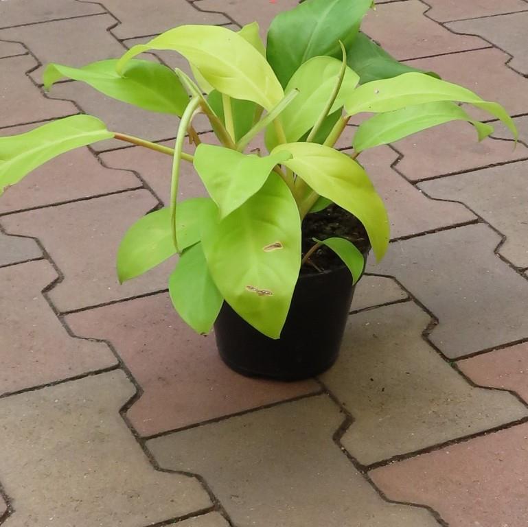 Okrasné pokojové rostliny - Philodendron Malay Gold P15