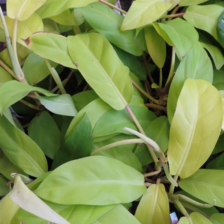 Philodendron Malay Gold P15-0