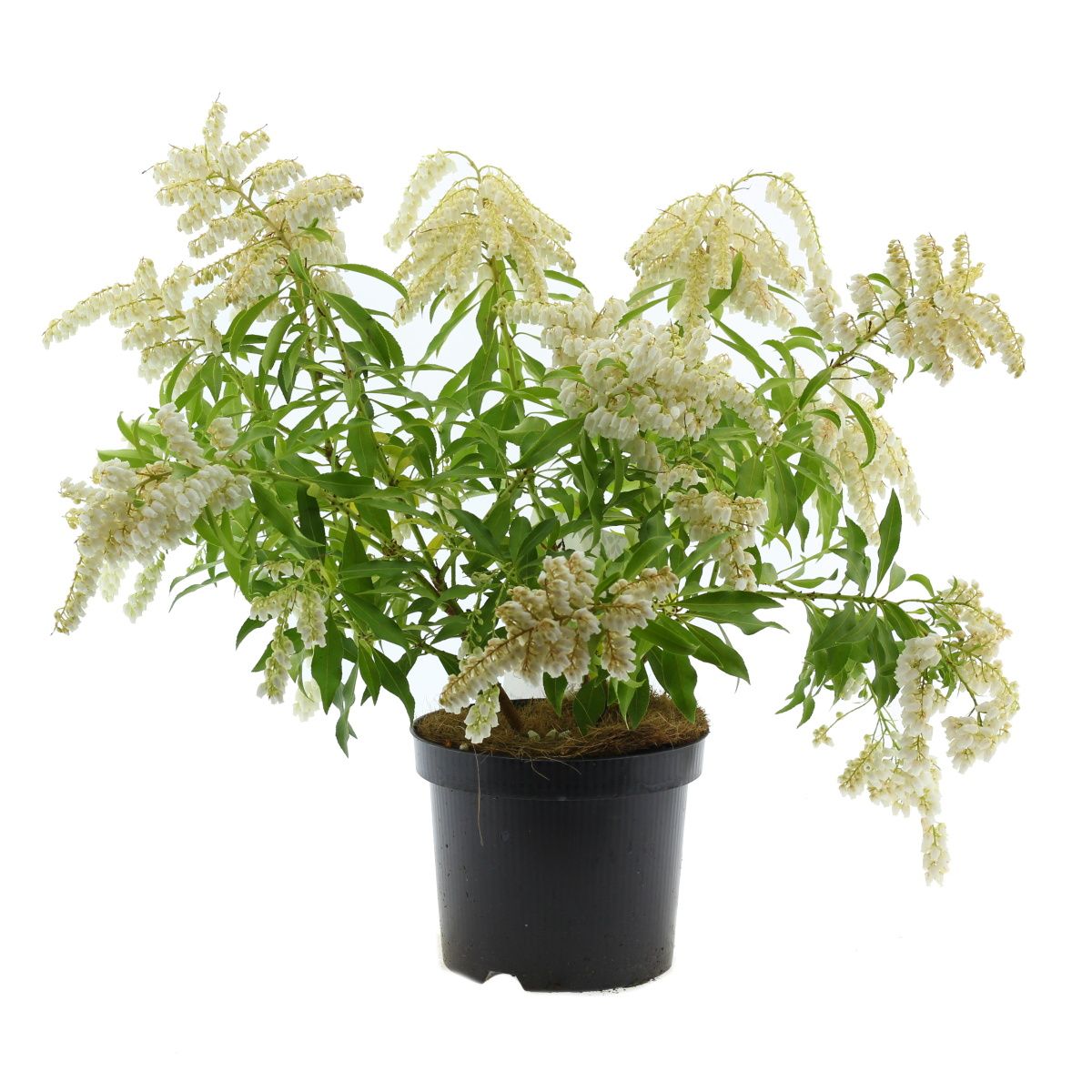 Stálezelené keře - Pieris japonský Forest Flame květináč 2 litry, výška 20/25cm, keř