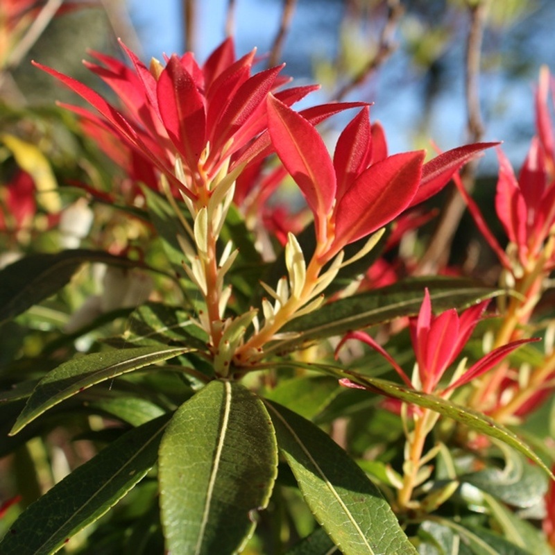 Pieris japonský Forest Flame květináč 2 litry, výška 20/25cm, keř-0