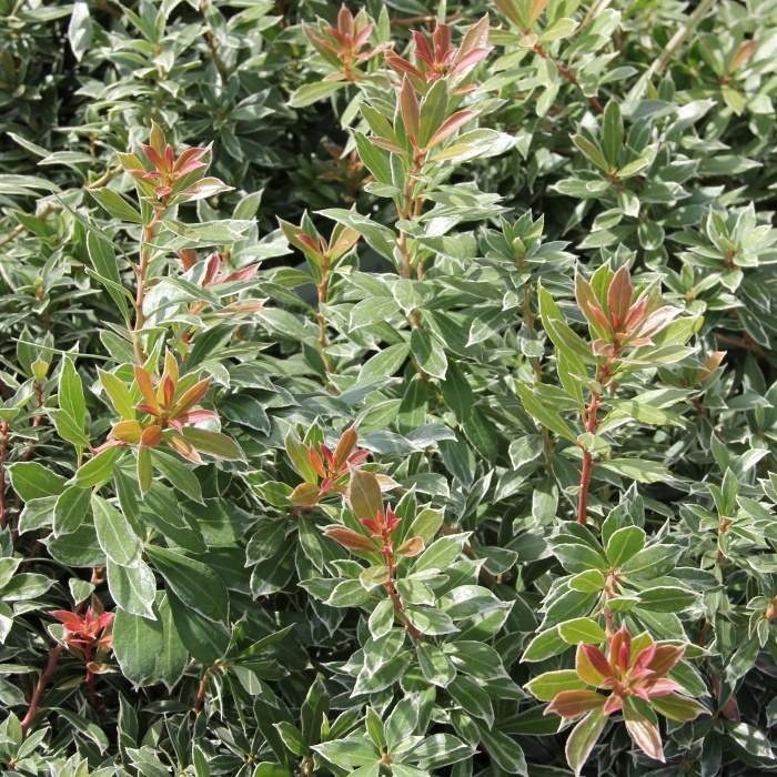 Stálezelené keře - Pieris japonský 'Little Heath' květináč 10 litrů, průměr 30/+cm, koule