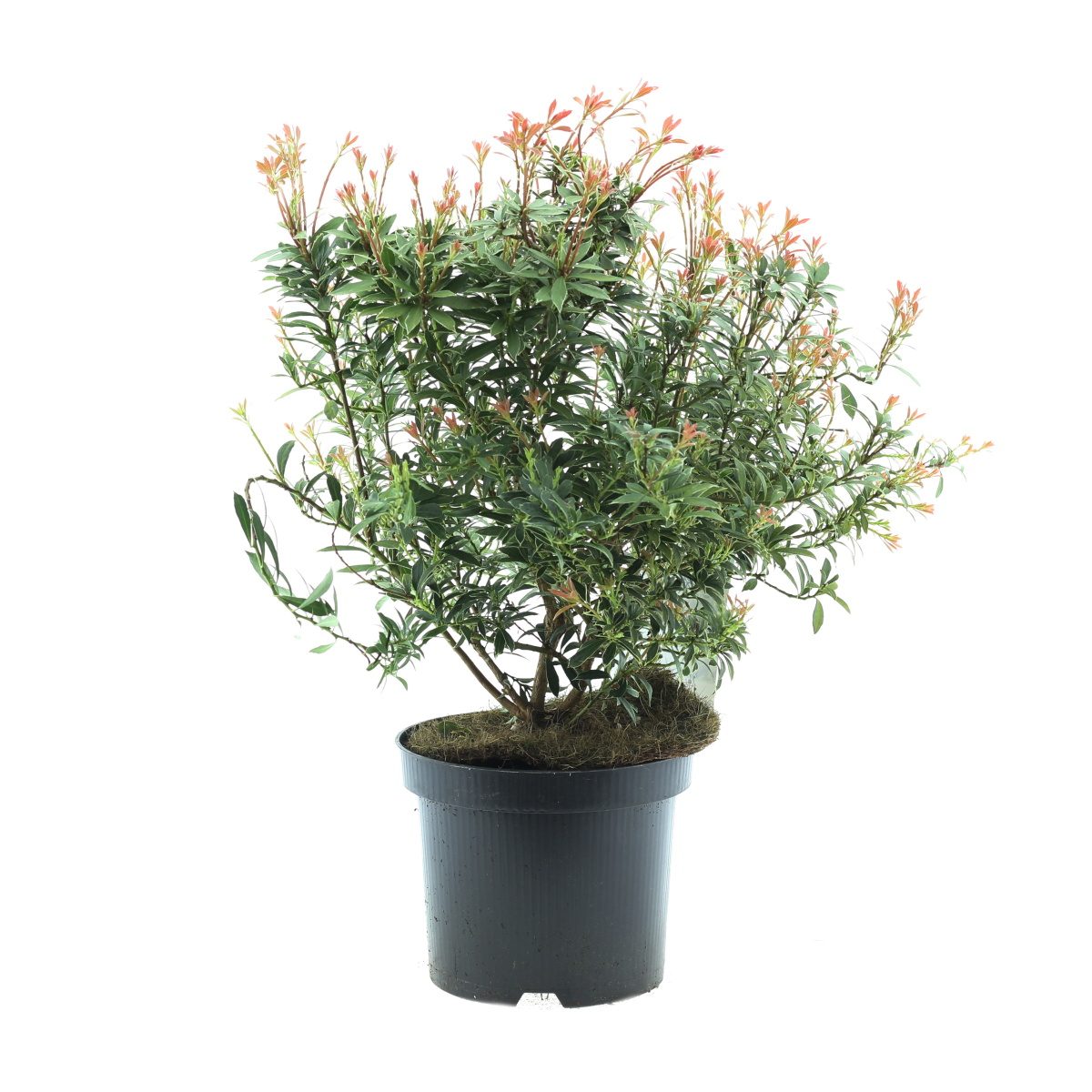 Stálezelené keře - Pieris japonský Little Heath květináč 2 litry, výška 20/25cm, keř