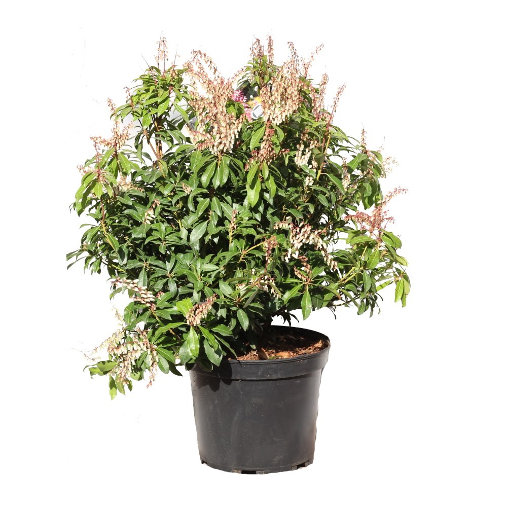 Stálezelené keře - Pieris japonský Mountain Fire výška 50/60cm, květináč 12 litrů