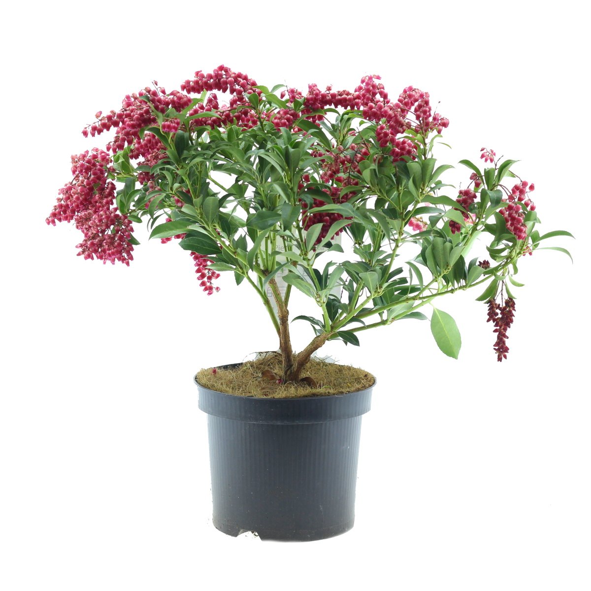 Stálezelené keře - Pieris japonský Passion květináč 2 litry, výška 20/25cm, keř