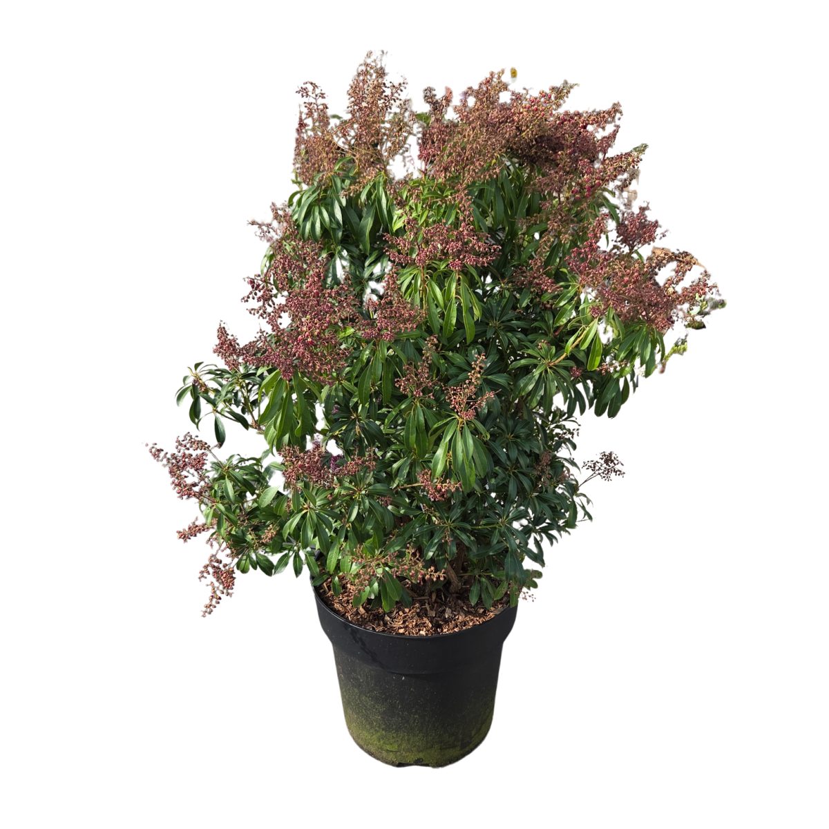 Vřesovištní rostliny - Pieris japonský Passion výška 50/60cm, květináč 15 litrů