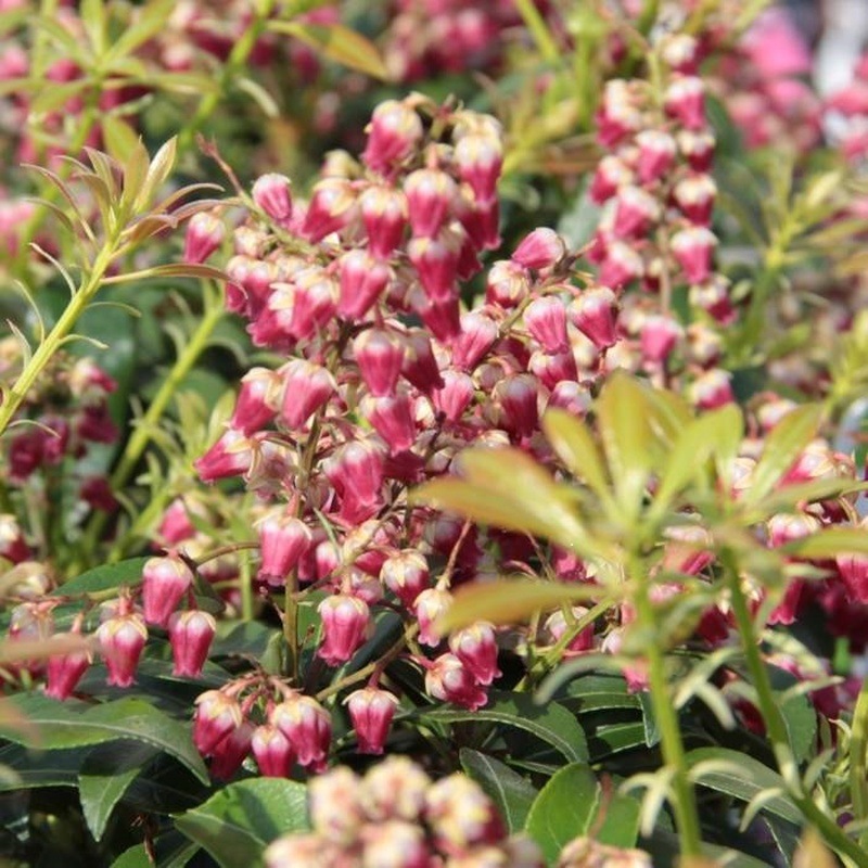 Pieris japonský Passion výška 50/60cm, květináč 15 litrů-0