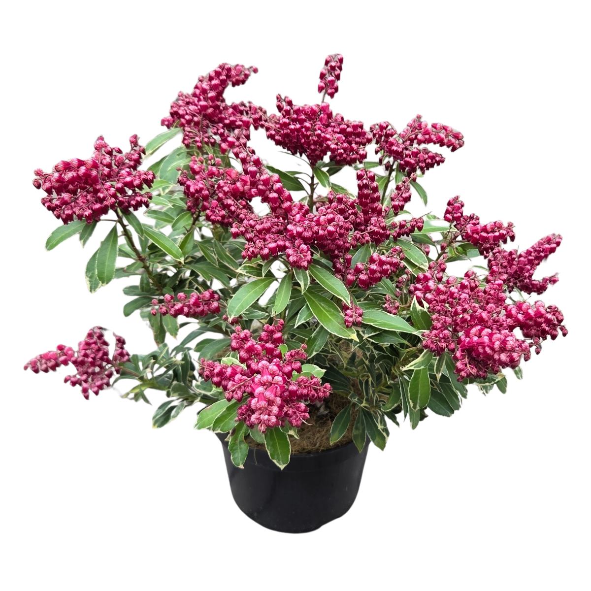 Stálezelené keře - Pieris japonský Polar Passion květináč 2,5 litru, výška 25/40cm, keř