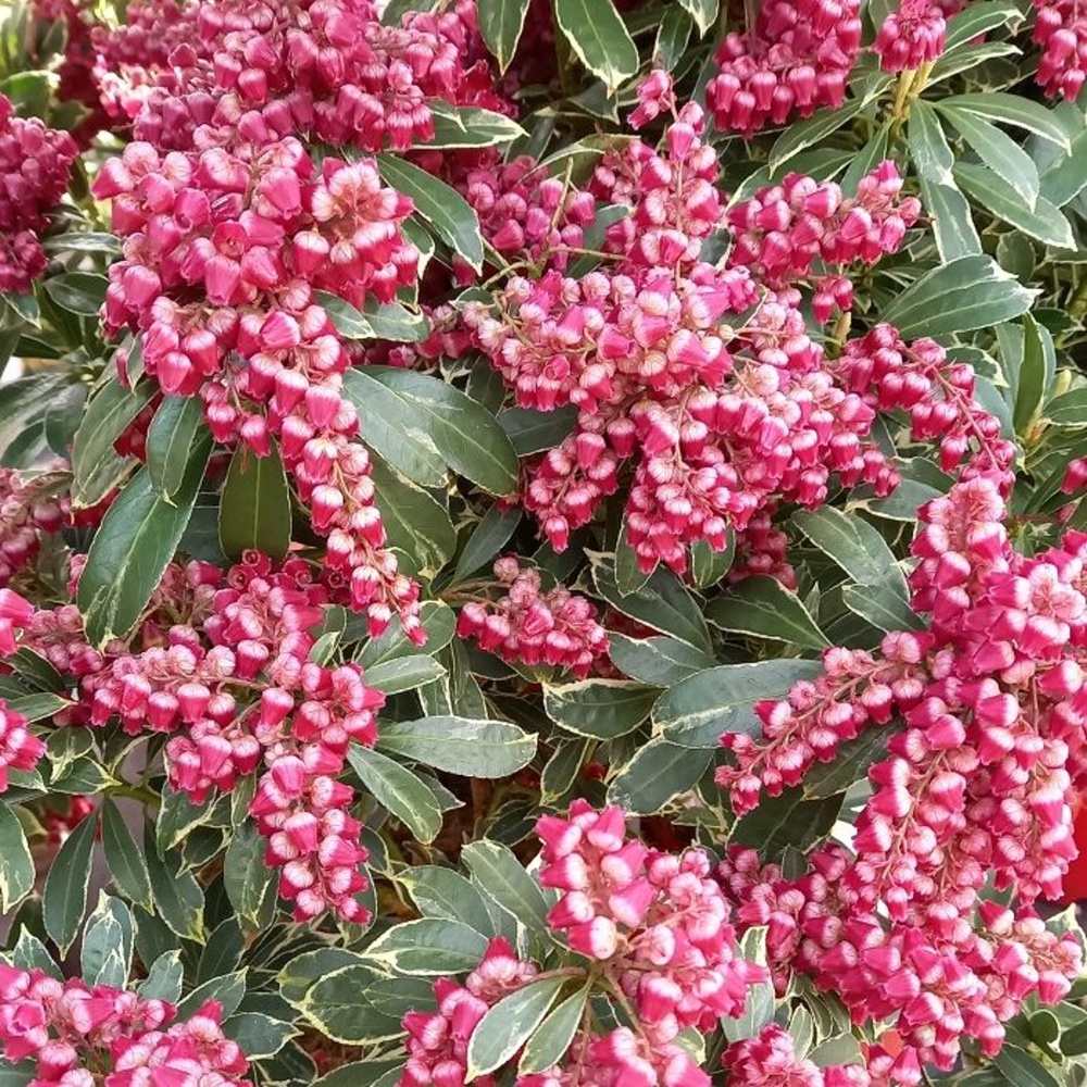 Pieris japonský Polar Passion květináč 2,5 litru, výška 25/40cm, keř-0