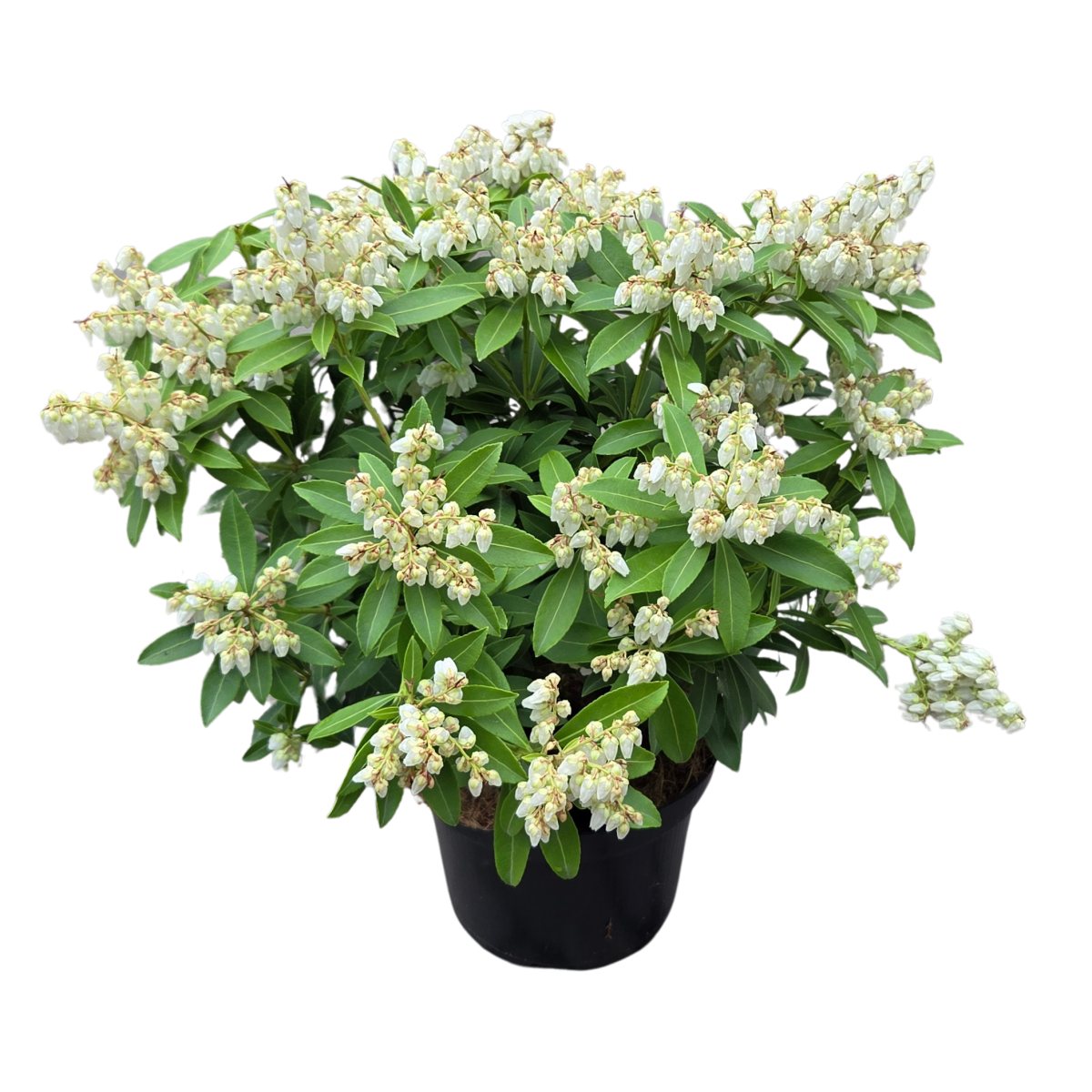 Stálezelené keře - Pieris japonský Purity výška 20/30cm, květináč 2,5 litru