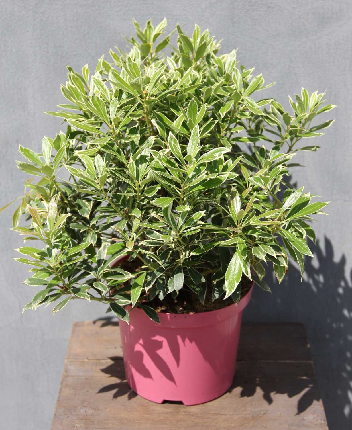 Stálezelené keře - Pieris japonský 'Ralto Rose' PBR® květináč 2,5 litru, výška 20/30cm, keř