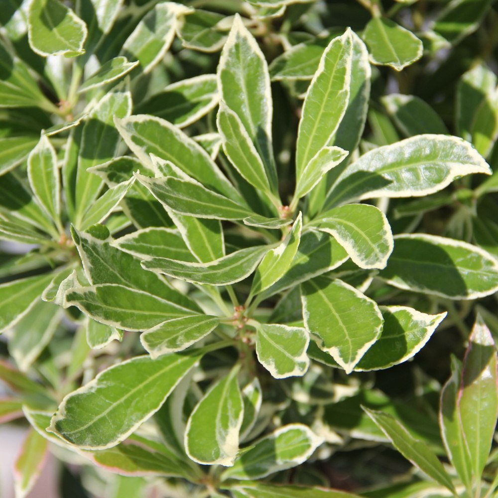 Pieris japonský 'Ralto Rose' PBR® květináč 2,5 litru, výška 20/30cm, keř-0