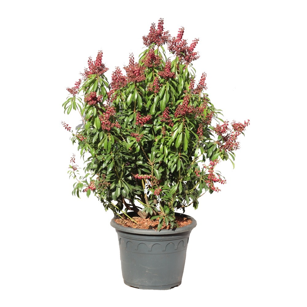 Stálezelené keře - Pieris japonský Valley Valentine výška 40/50cm, květináč 10 litrů