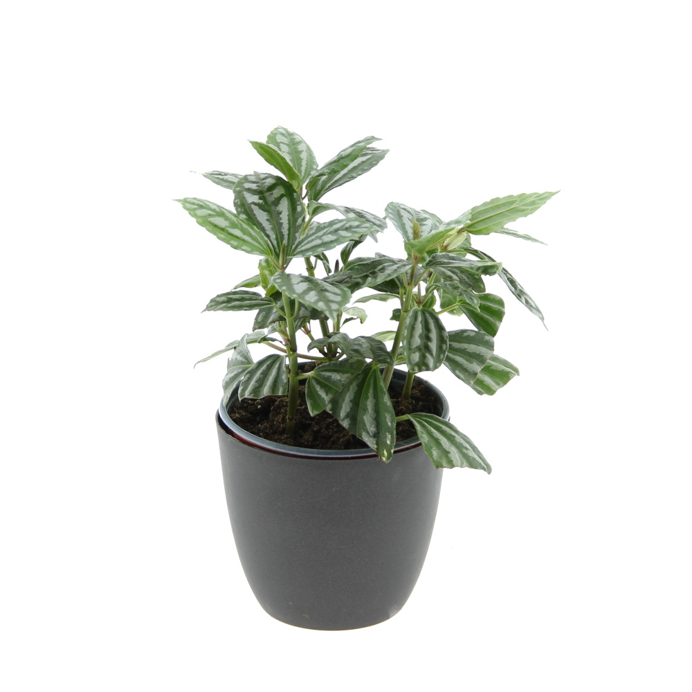 Okrasné pokojové rostliny - Pilea mix květináč 12cm