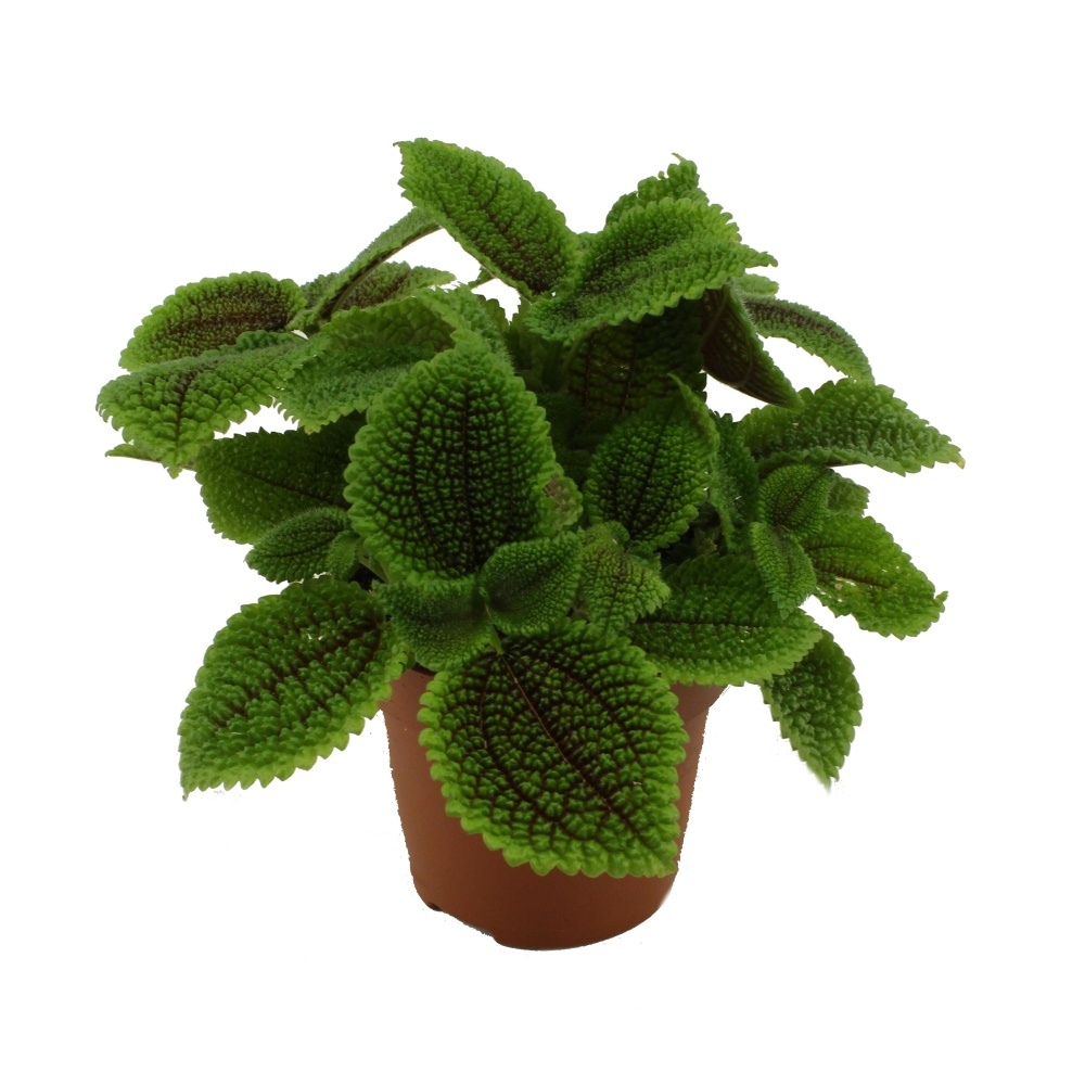 Okrasné pokojové rostliny - Pilea Moon Valley květináč 12cm