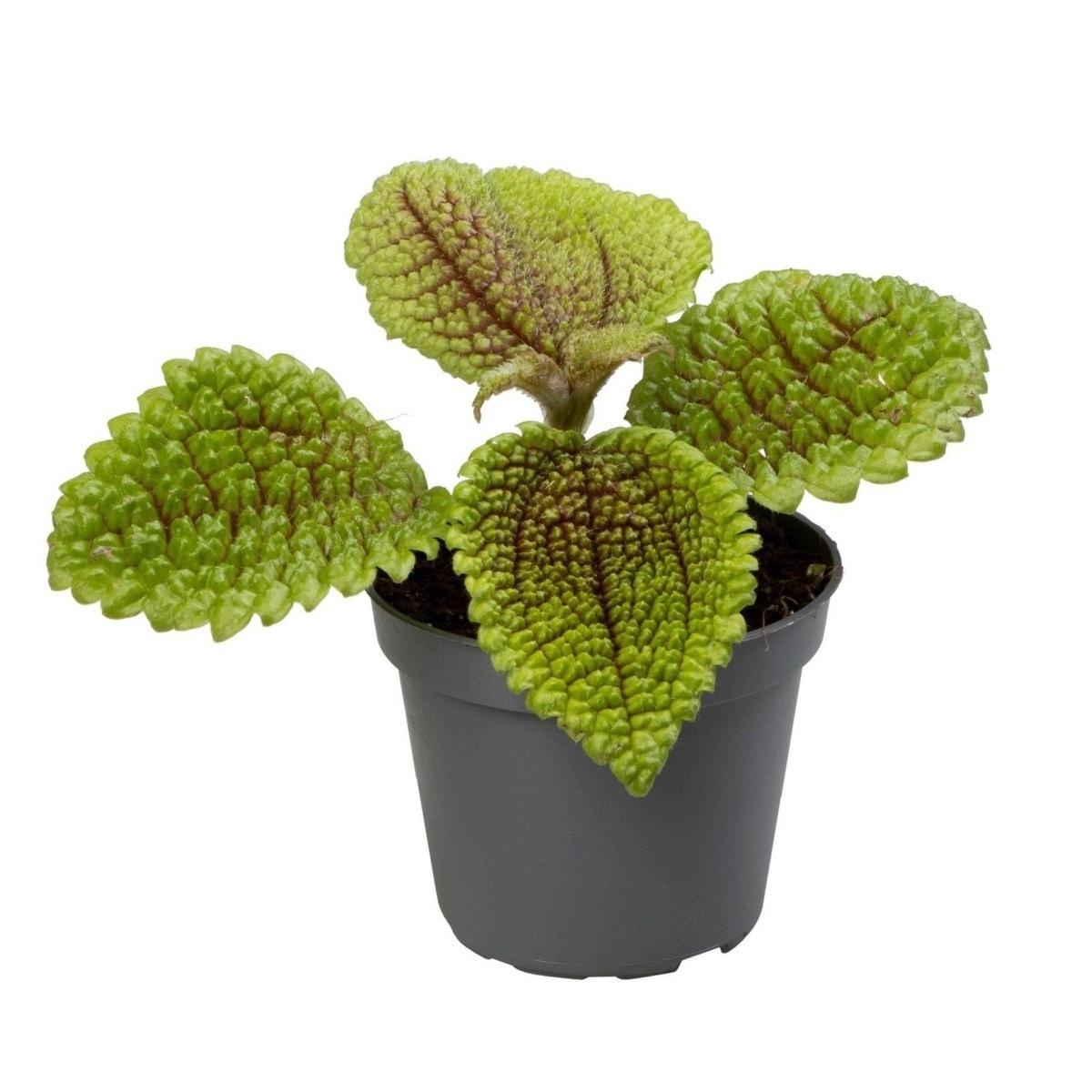 Okrasné pokojové rostliny - Pilea Moon Valley květináč 6cm