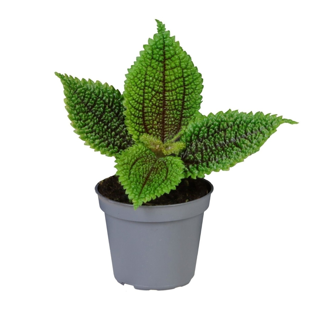 Pilea Moon Valley květináč 6cm-0
