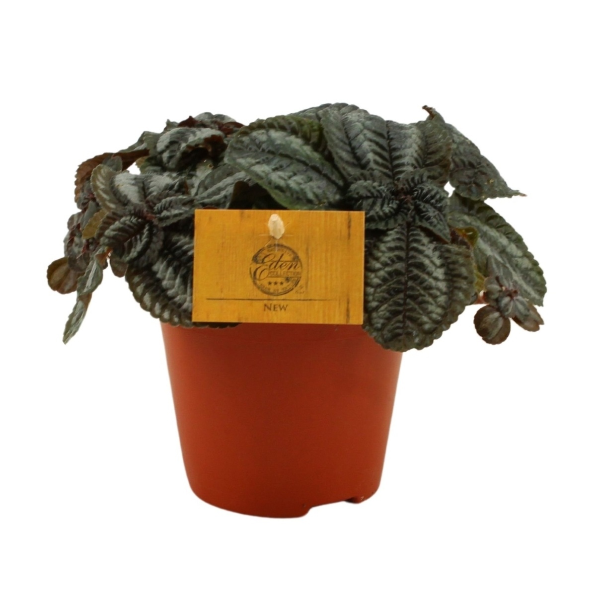Okrasné pokojové rostliny - Pilea Norfolk květináč 12cm