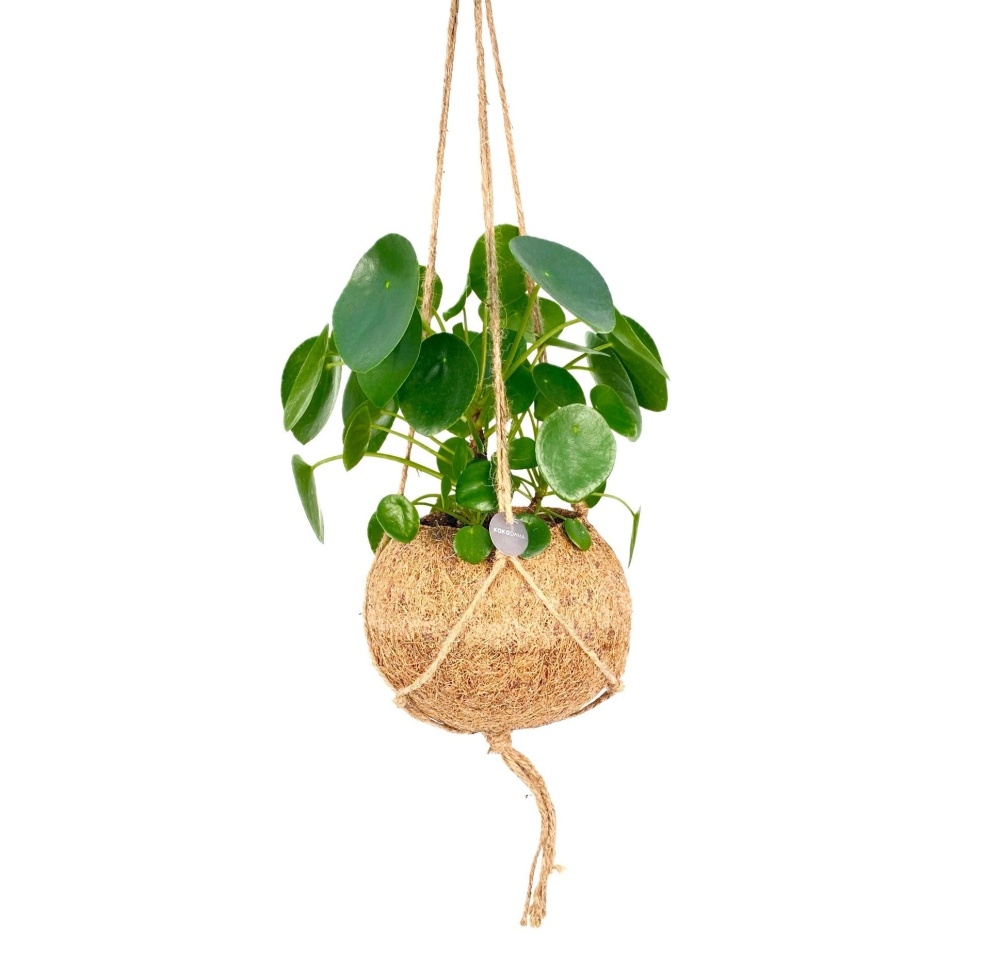 Kokodama - Pilea peřincová kokodama závěs 17cm