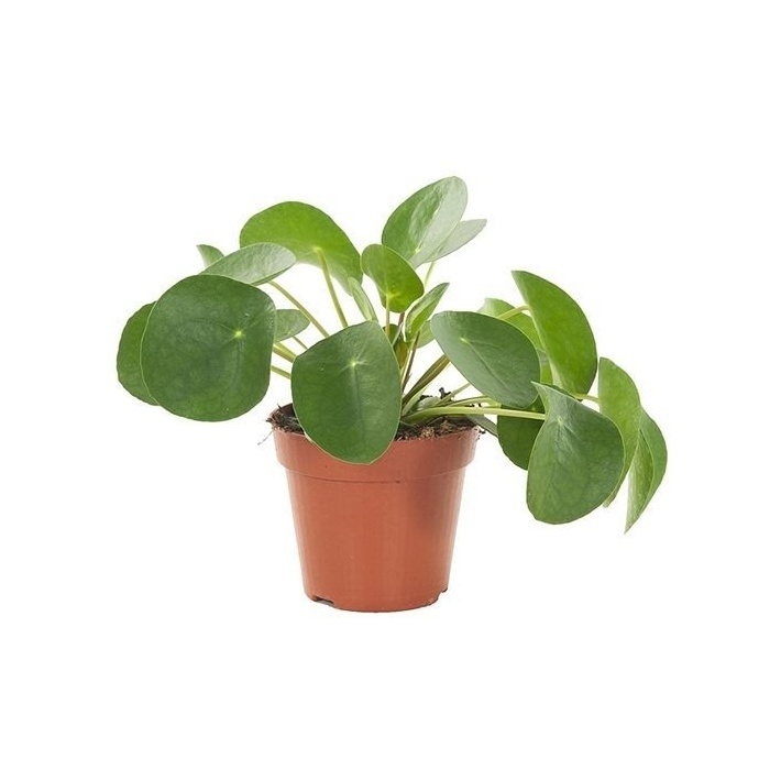 Okrasné pokojové rostliny - Pilea peřincová květináč 12cm