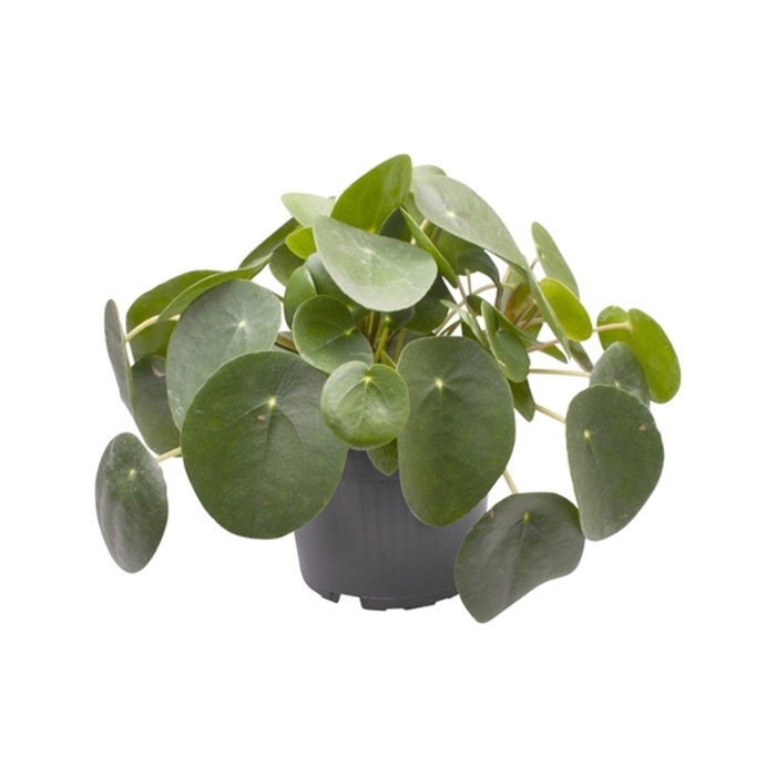 Okrasné pokojové rostliny - Pilea peřincová květináč 12cm