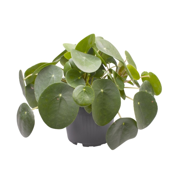 Okrasné pokojové rostliny - Pilea peřincová květináč 15cm