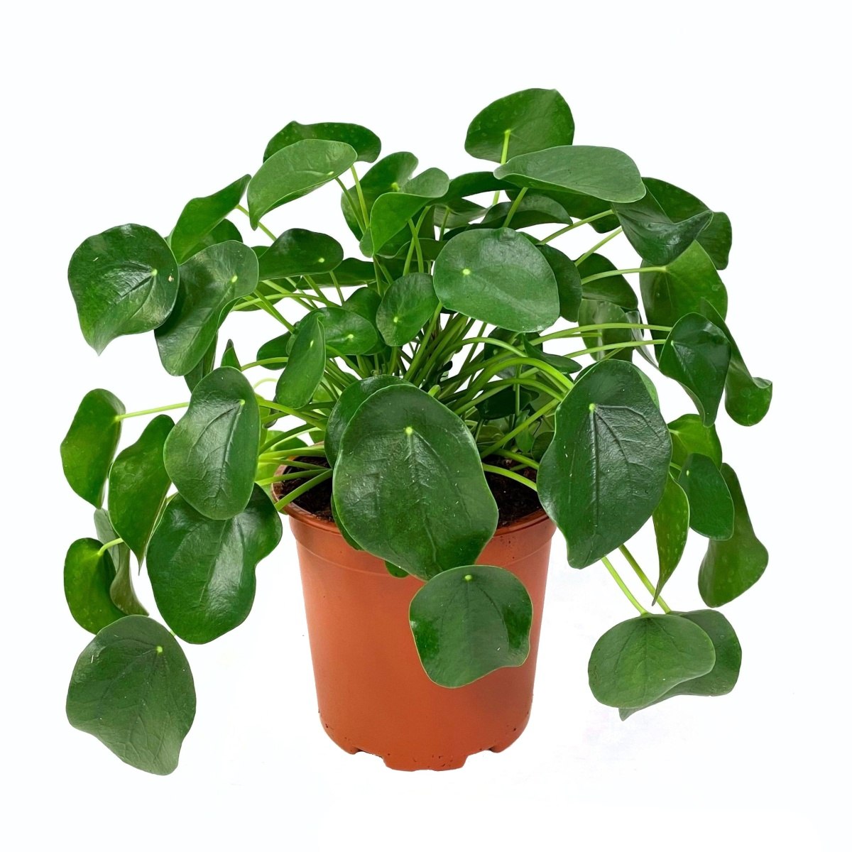 Okrasné pokojové rostliny - Pilea peřincová květináč 20cm